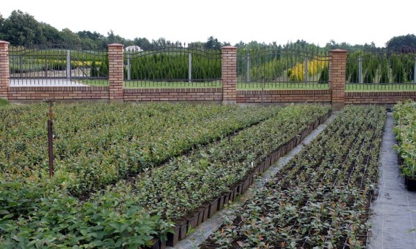 Czarneccy fidanlık bitkileri - fotoğraf 3