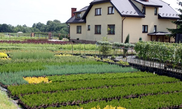 Czarneccy fidanlık bitkileri - fotoğraf 5