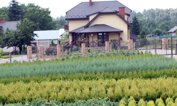 Czarneccy fidanlık bitkileri - fotoğraf 6