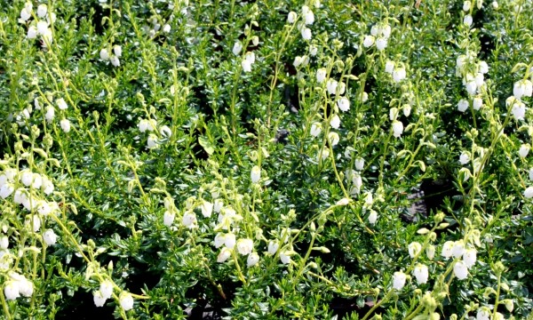 Czarneccy fidanlık bitkileri - fotoğraf 7