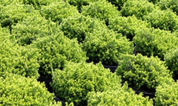 Czarneccy fidanlık bitkileri - fotoğraf 9