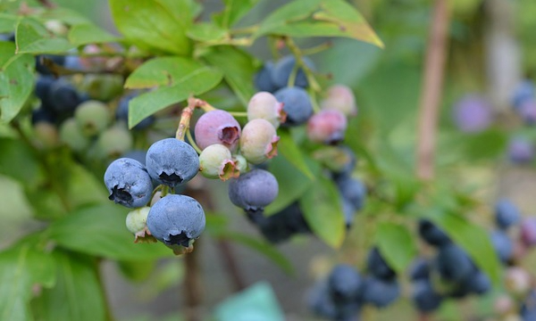 Czarneccy fidanlık bitkileri - fotoğraf 11