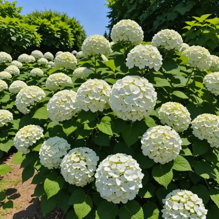 Czarneccy fidanlık bitkileri - fotoğraf 14